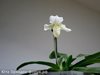 Paphiopedilum Rosy Dawn (Orchideen-Wichmann)